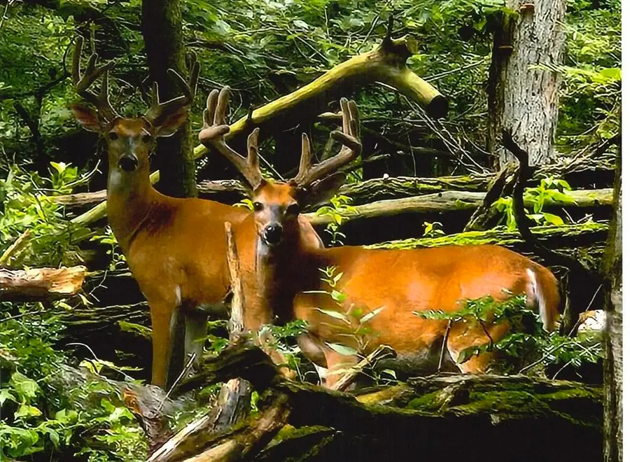 1110 Denway Drive, Kalamazoo, MI 49008 - Image #3