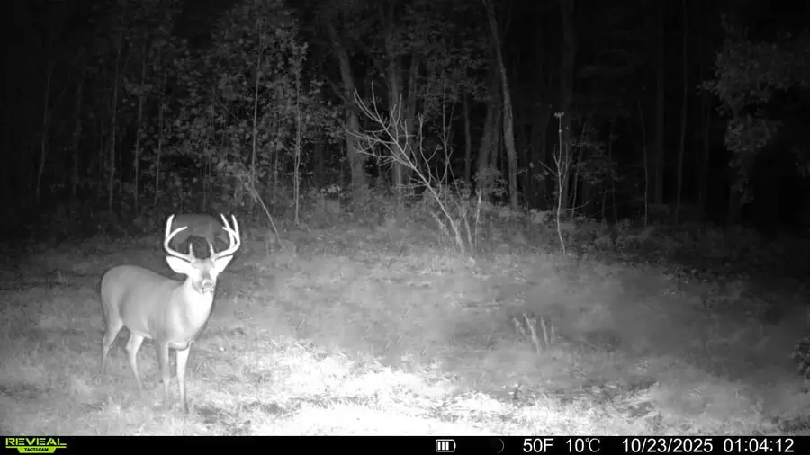 13774 Shaftsburg Road, Perry, MI 48872 - Image #3