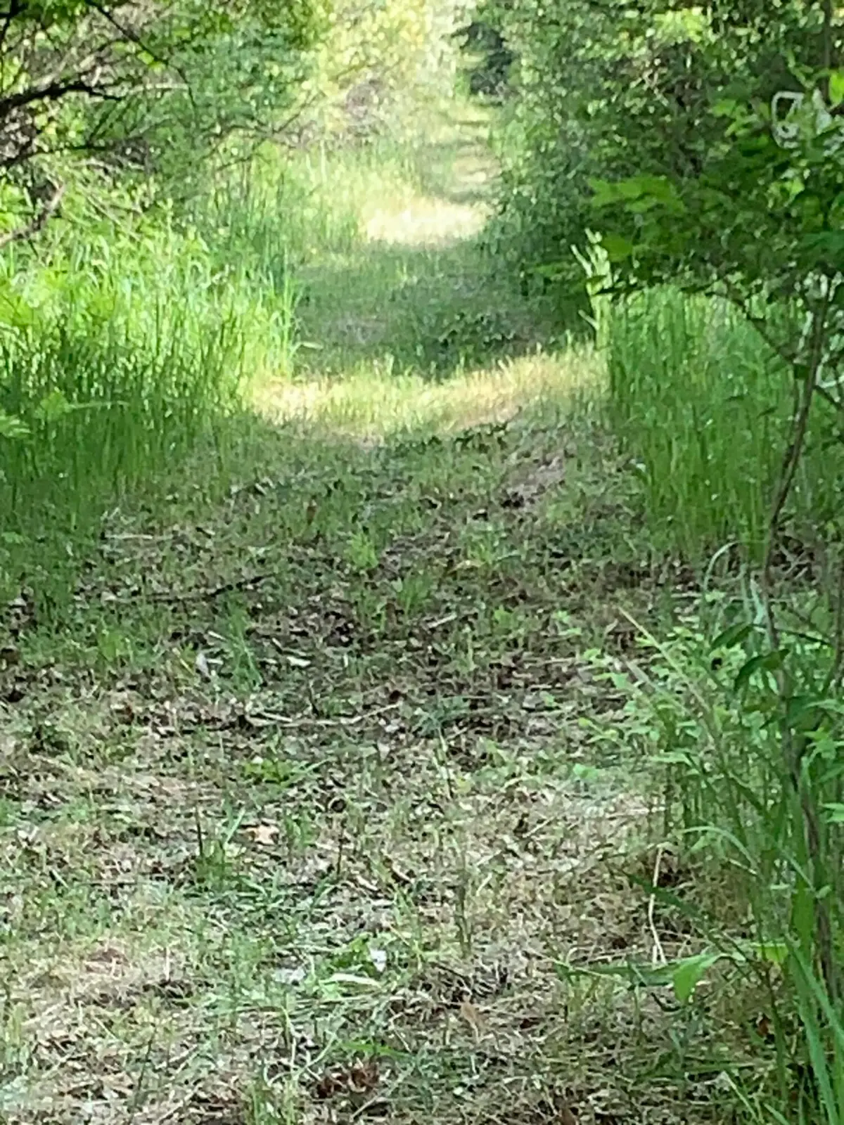 30th Avenue, Remus, MI 49340 - Image #1