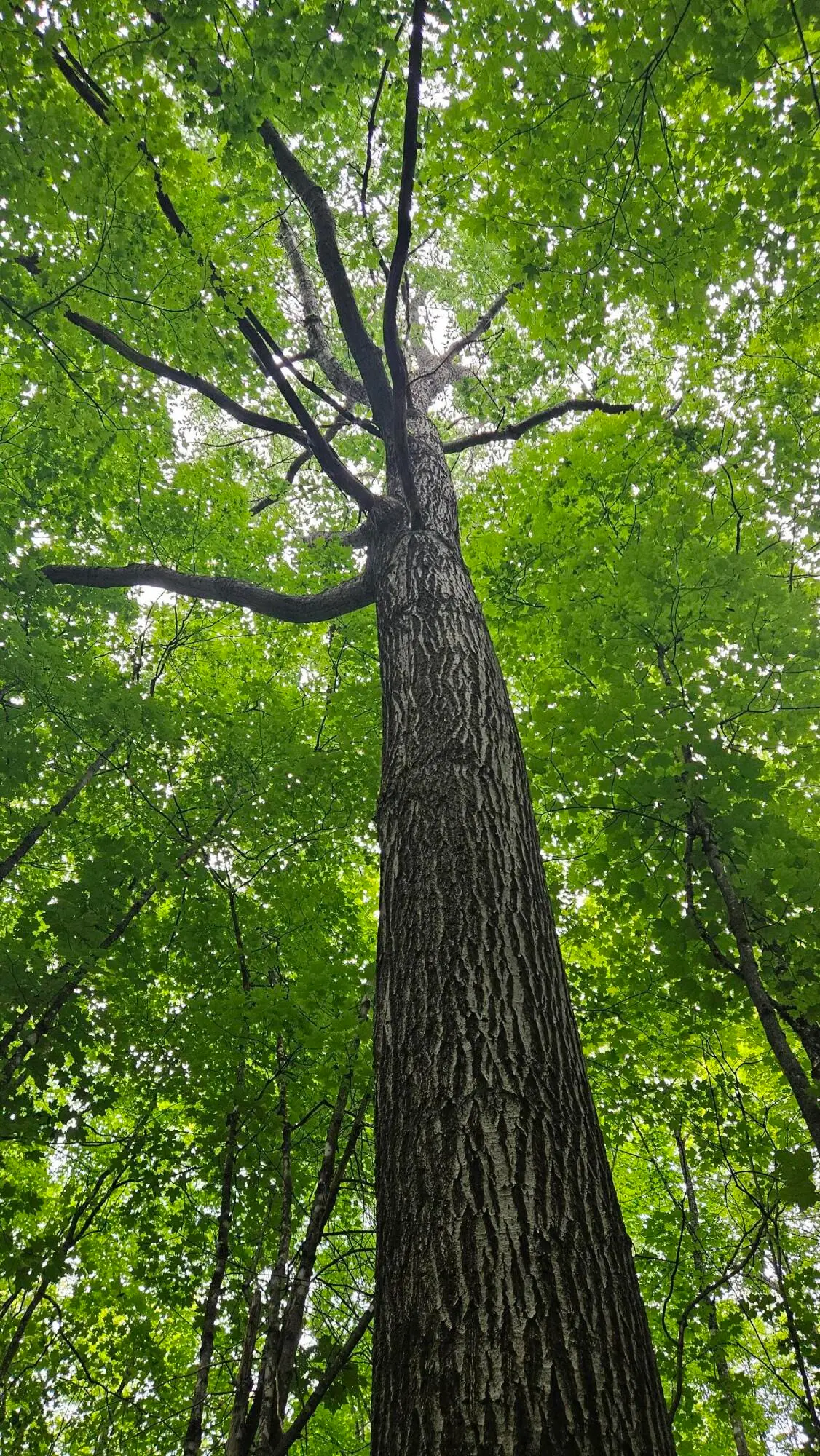 6392 Old U.s. 45, Watersmeet, MI 49969 - Image #1