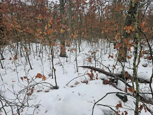 Lots 10-13 W Oliver St Road, Baldwin, MI 49304