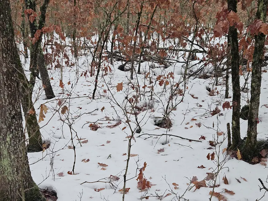 Lots 10-13 W Oliver St Road, Baldwin, MI 49304 - Image #2