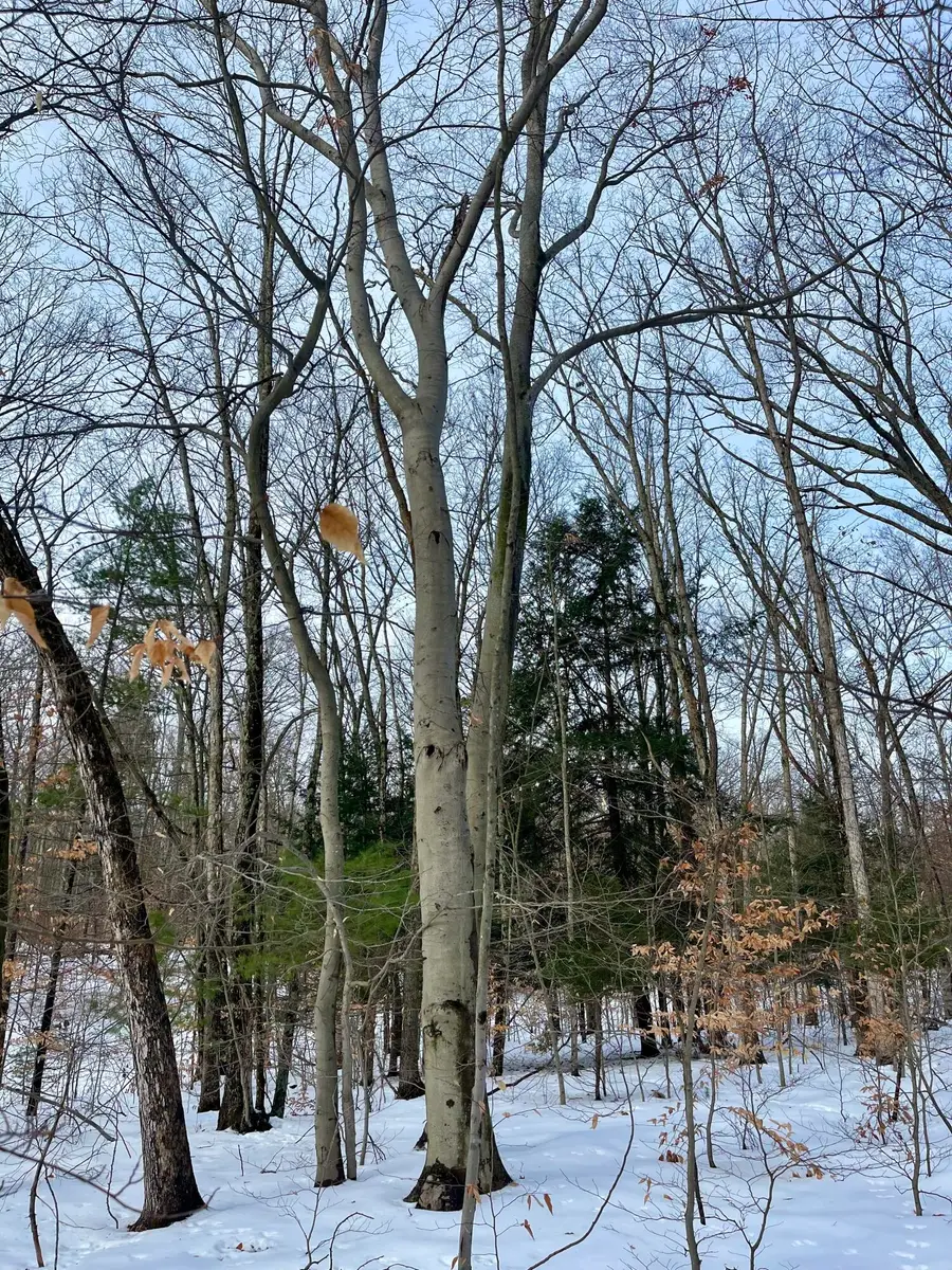 10 ACRES S 108th Avenue, Rothbury, MI 49452 - Image #3