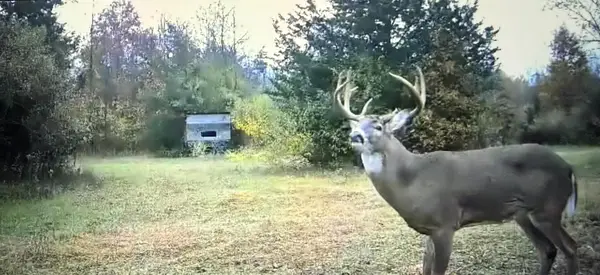 42745 Harris Road, Belleville, MI 48111