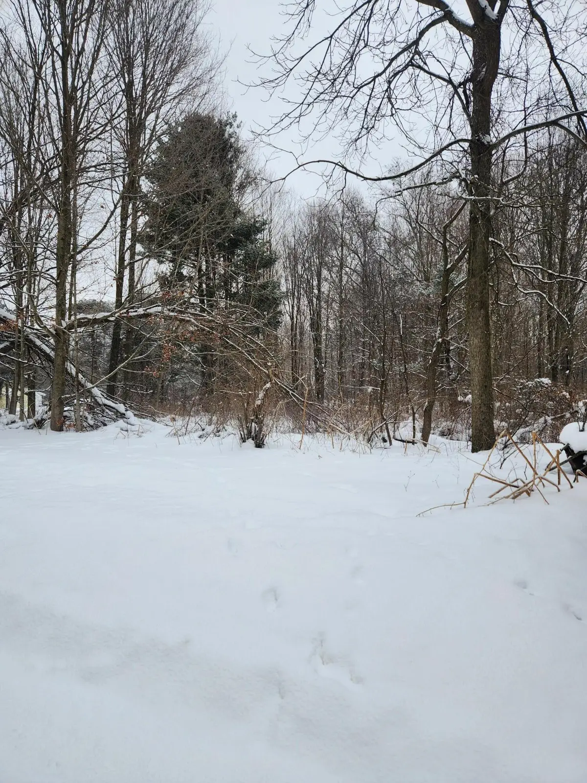 8694 W South County Line Road, Greenville, MI 48838 - #1