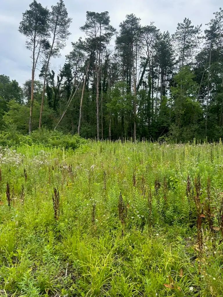 6130 Thornapple River Drive Se, Alto, MI 49302 - #3