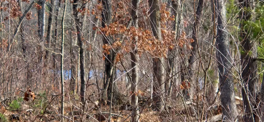 7746 N Woodbridge Road, White Cloud, MI 49349 - #3