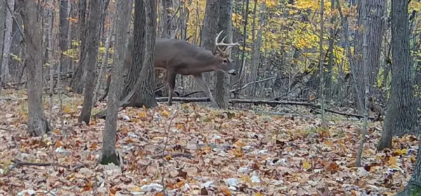 S Pittsford Road #0 V/L, Pittsford, MI 49271