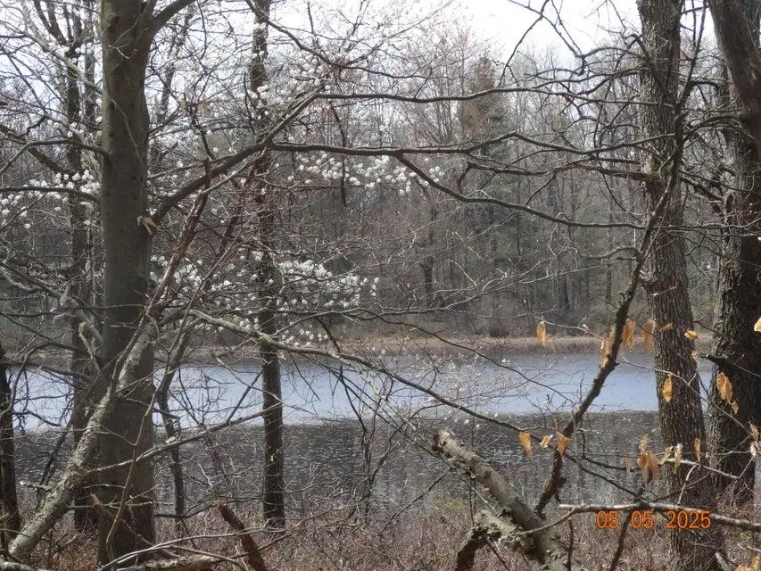 518 S Oak Avenue, White Cloud, MI 49349 - #1