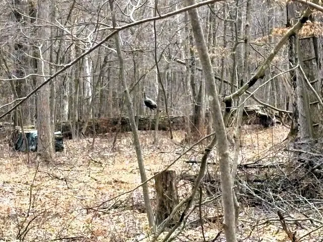 W Prairie Road, Midland, MI 48640 - #2