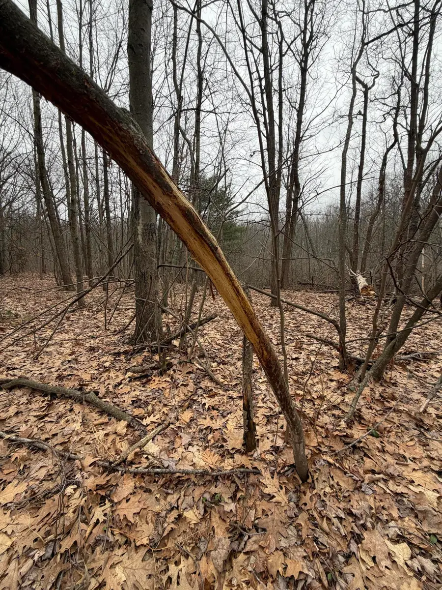 13709 S Fenmore Road, Brant, MI 48614 - #2