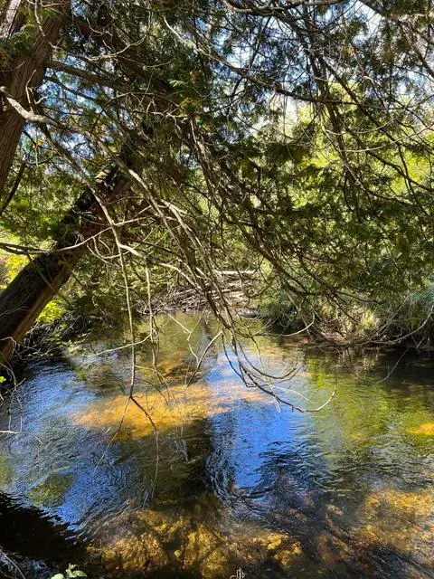 VL E Alpine, Luther, MI 49656 - #2