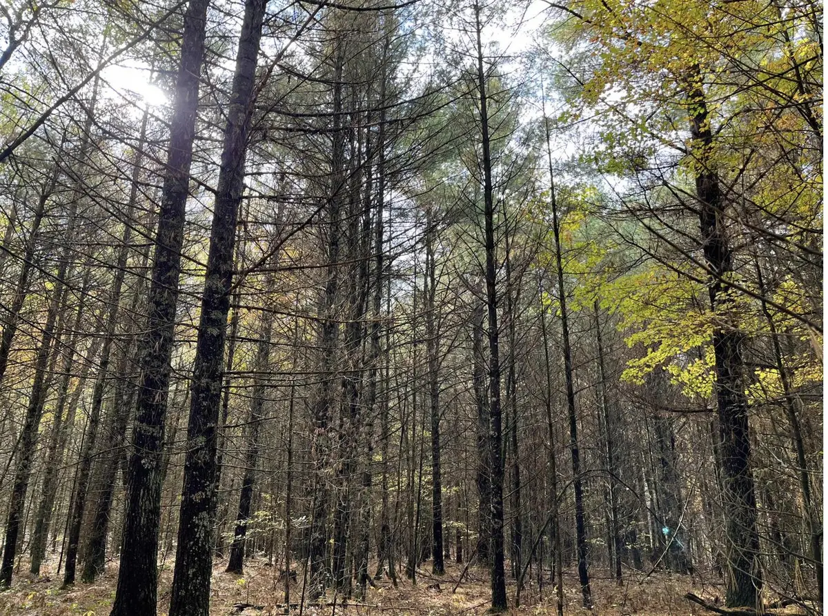 6159 S Forman Road, Baldwin, MI 49304 - #1