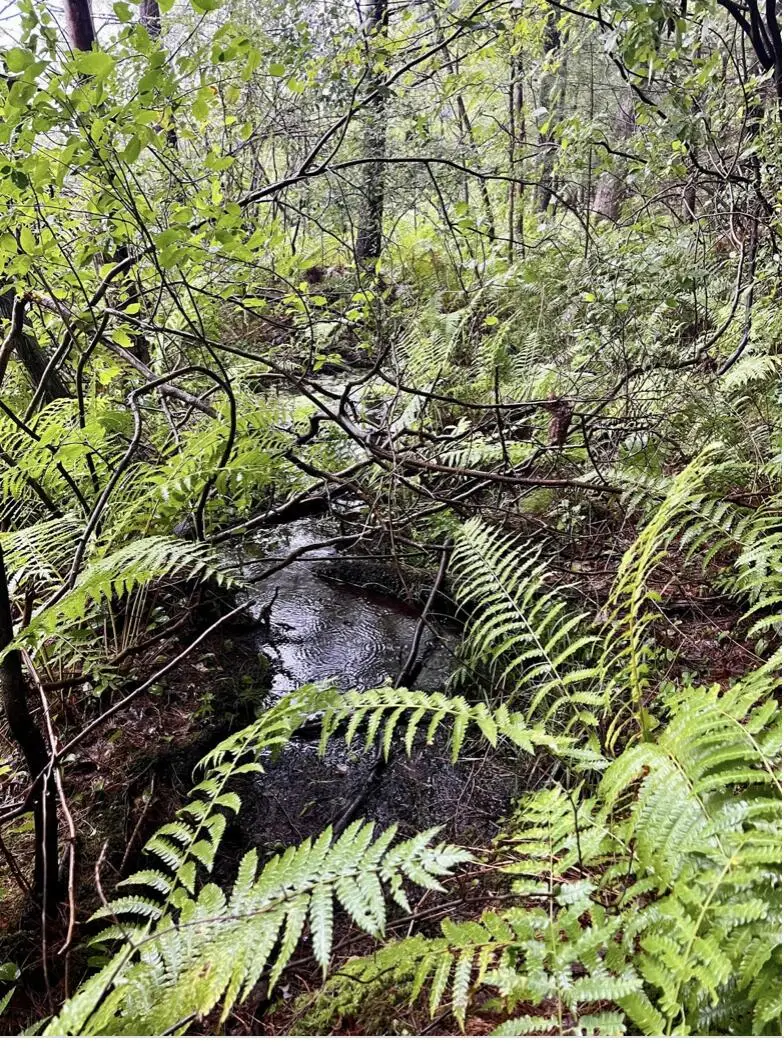 6159 S Forman Road, Baldwin, MI 49304 - #2