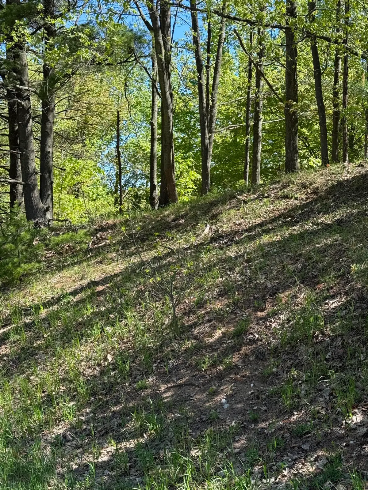 Sadie Lane, Bear Lake, MI 49614 - #1