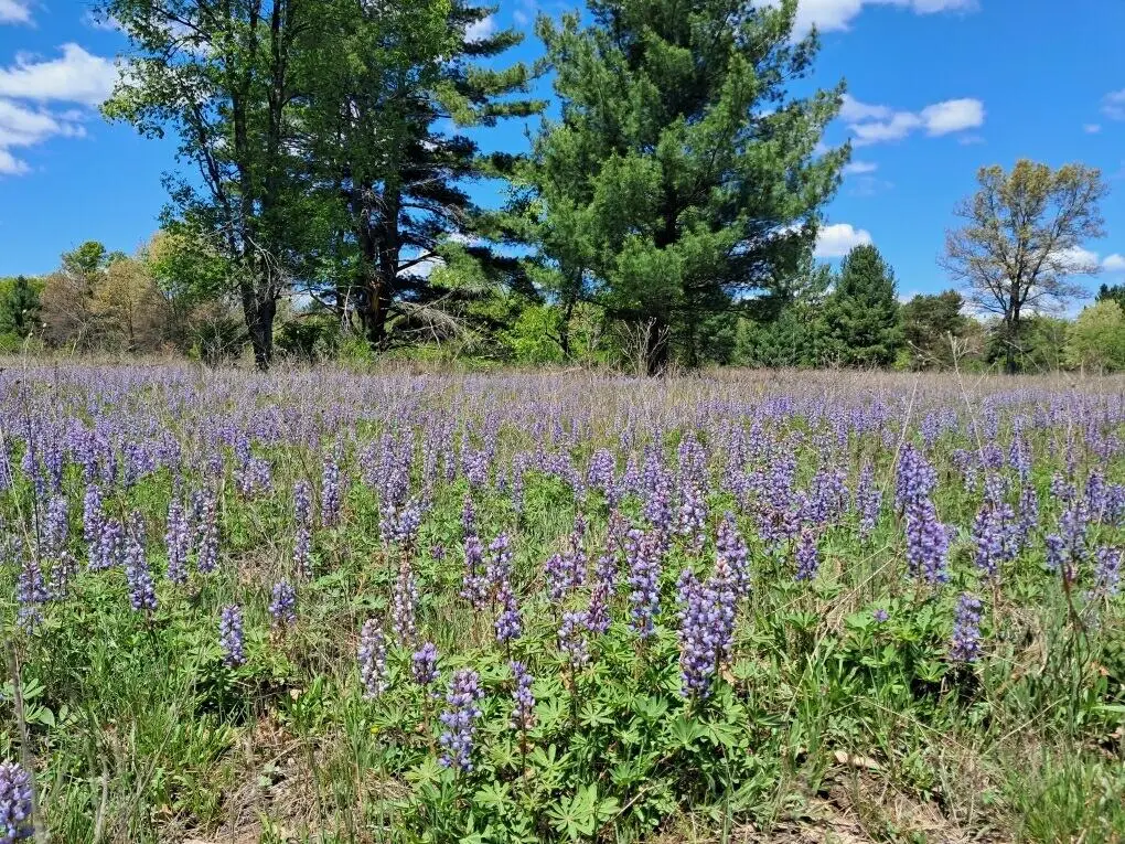12.86AC Barberry Avenue, Newaygo, MI 49337 - #1