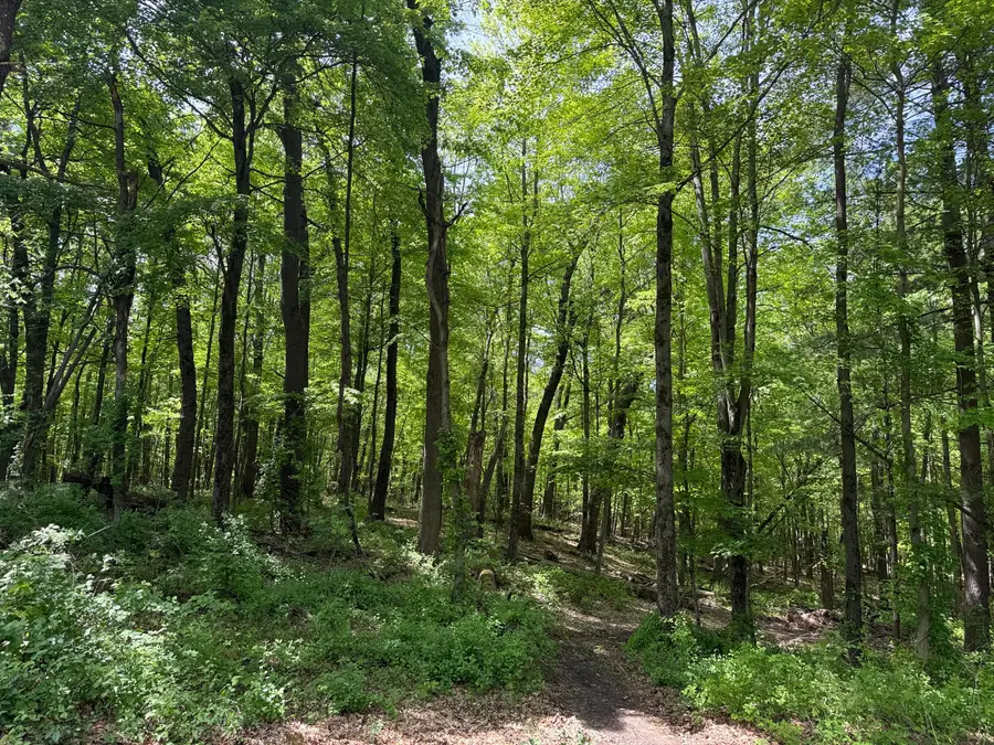 V/L New Bailey Drive Ne, Ada, MI 49301 - #2