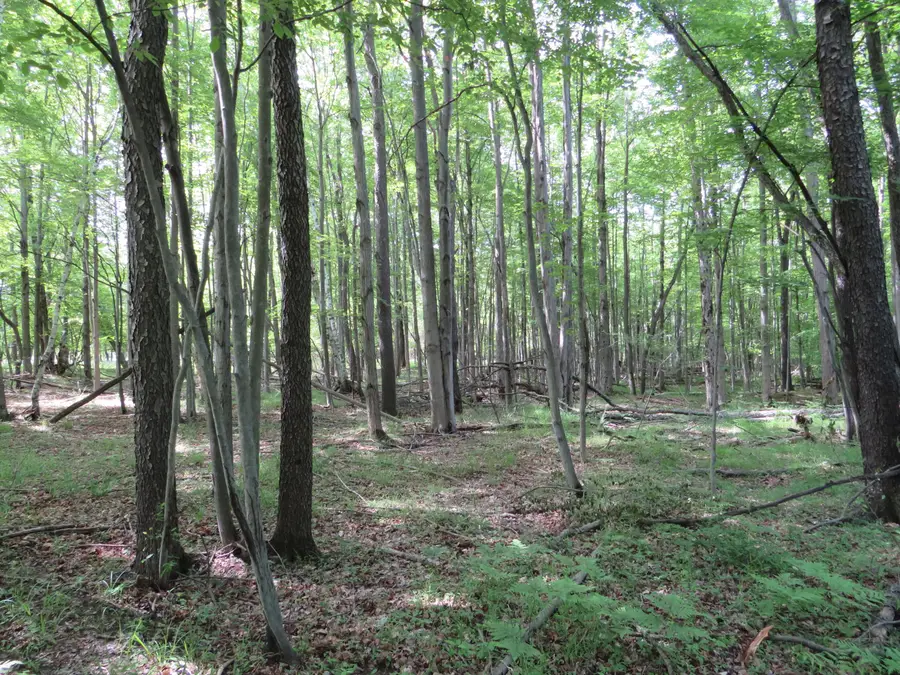 VL Elkton Road, Owendale, MI 48754 - #2