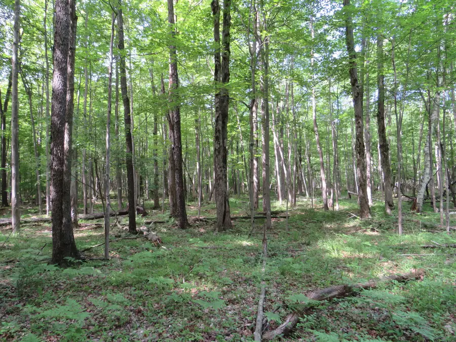 VL Elkton Road, Owendale, MI 48754 - #3