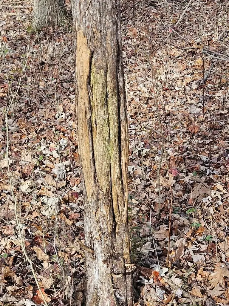 E L, Kalamazoo, MI 49048 - #2