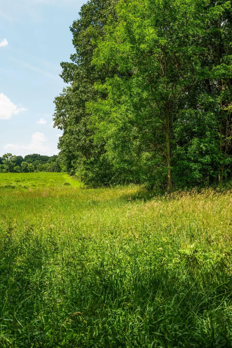 18250 Bush Road, Chelsea, MI 48118 - #2