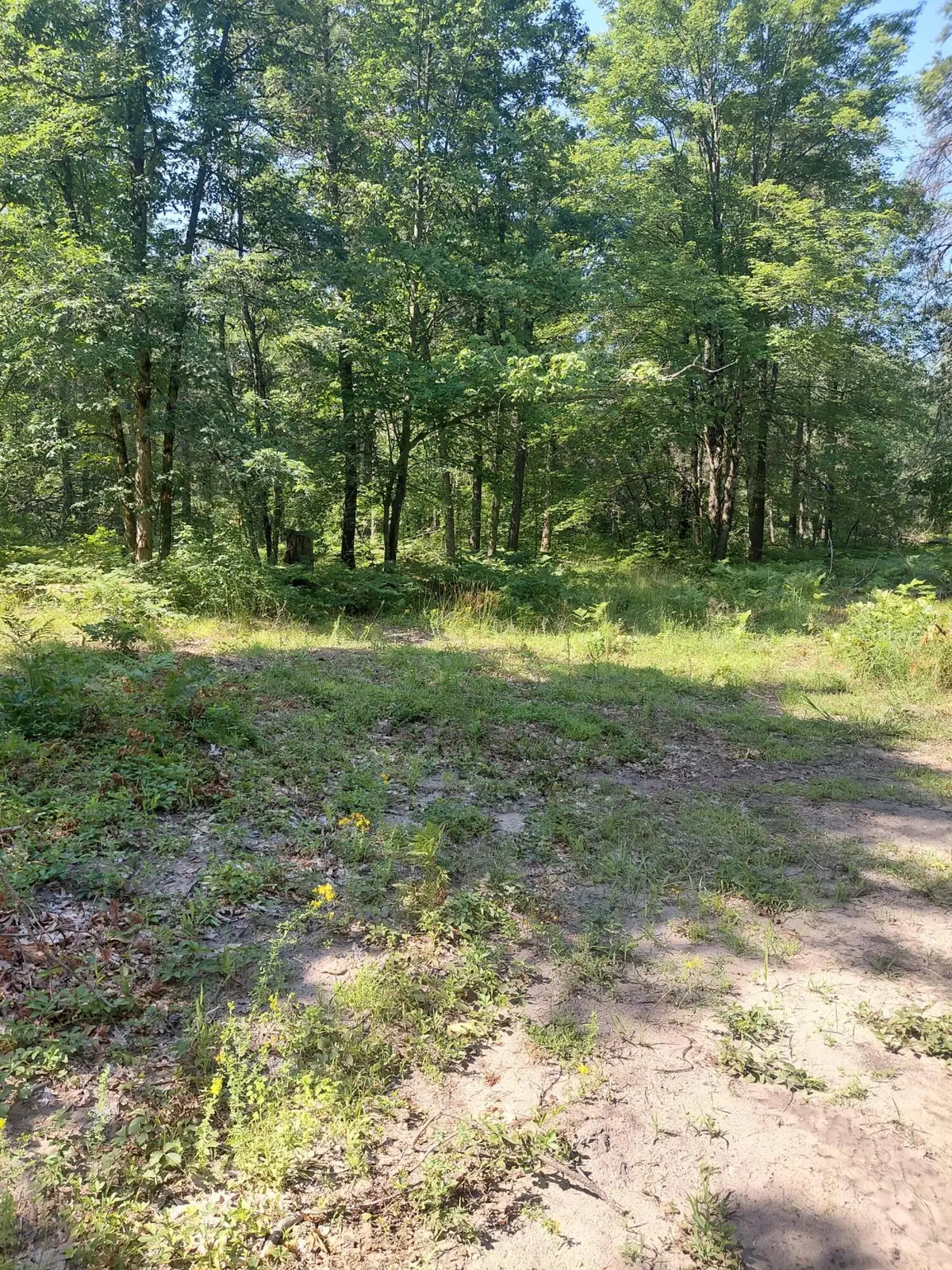 2807 S Evergreen Drive, White Cloud, MI 49349 - #1