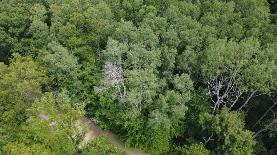 11113 Rambling Way, Canadian Lakes, MI 49346 - #2