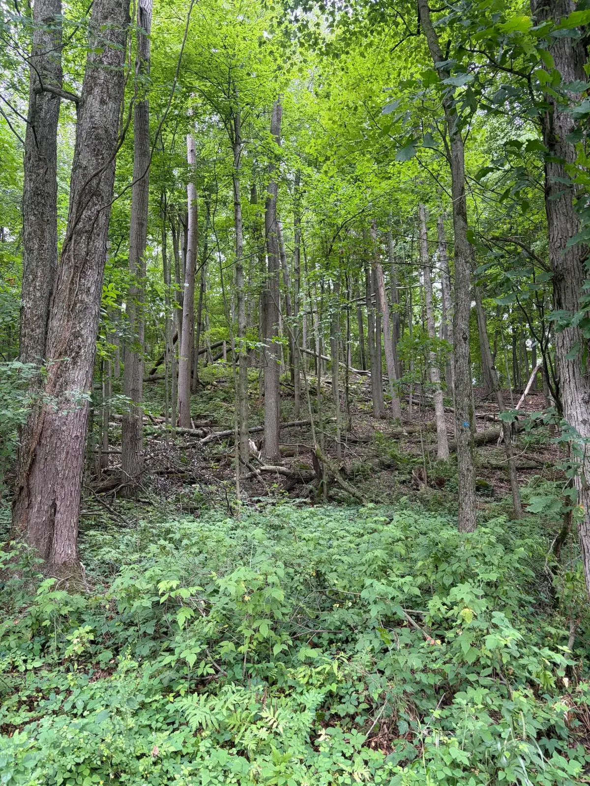LOT B E Riverside Drive, Lowell, MI 49331 - #1