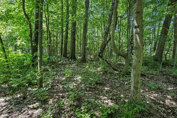 V/L Middle Road #Lots 45 & 46, Three Rivers, MI 49093