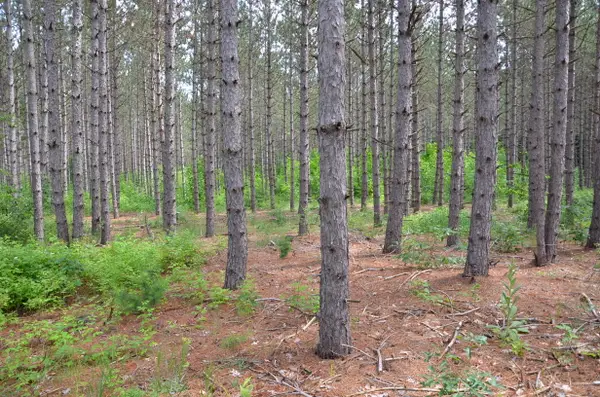 Marsh Road, Fife Lake, MI 49633