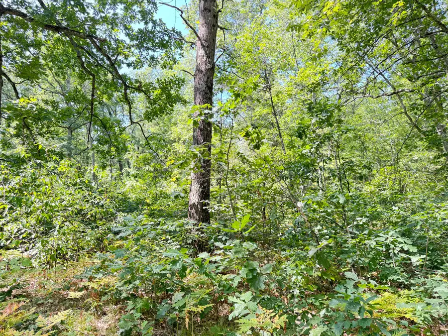 2227 W Oakwood Boulevard, Bitely, MI 49309 - #3