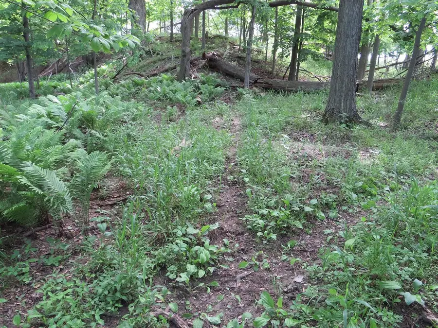 Vl Rescue Road, Owendale, MI 48754 - #3