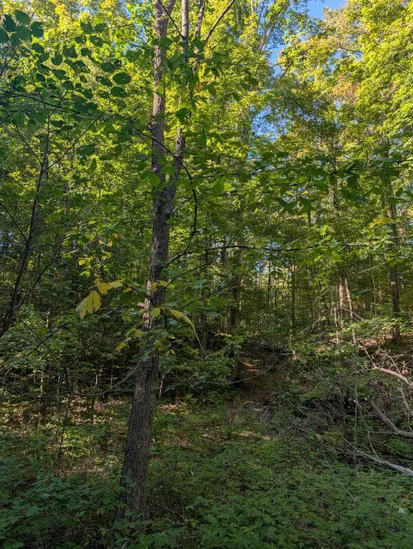 V/L Lewis Road, East Jordan, MI 49727 - #3