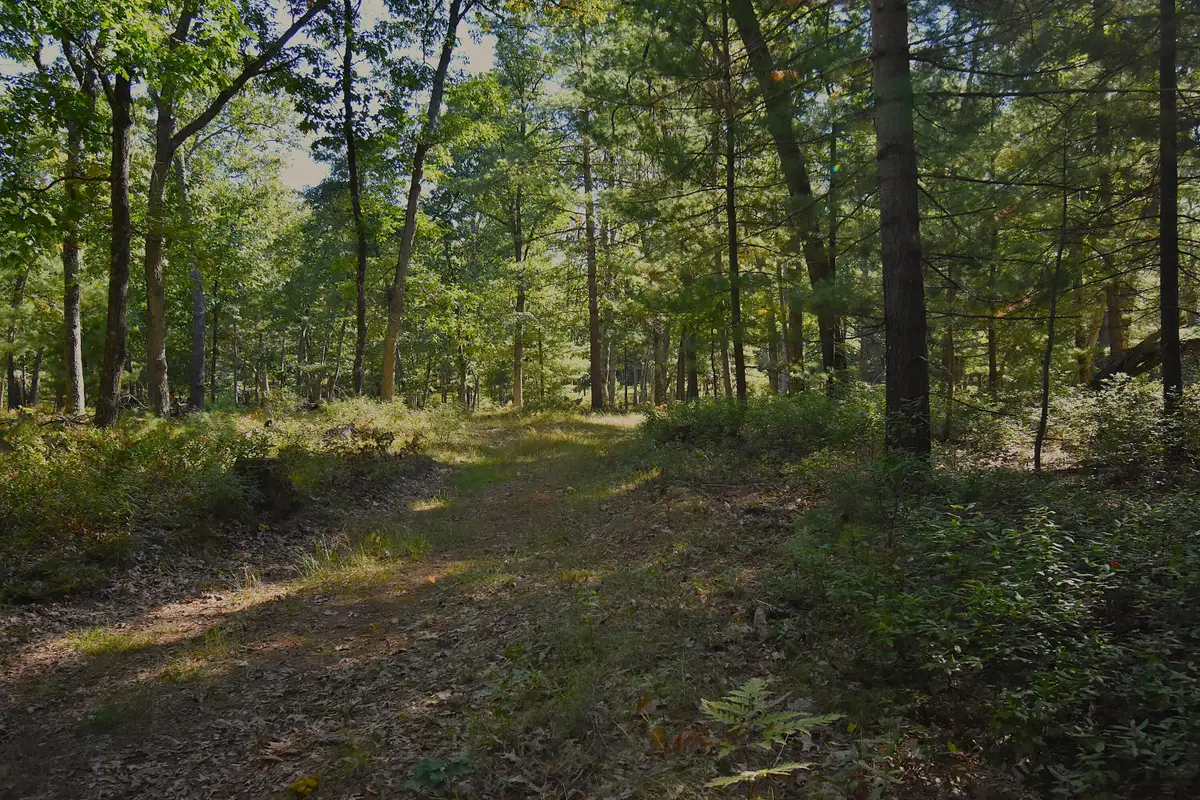 Whitney Street, Baldwin, MI 49304 - #1