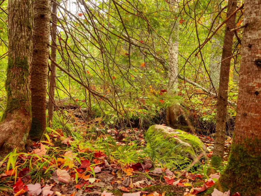 Lot 3A E Shore Road, Bergland, MI 49910 - #3