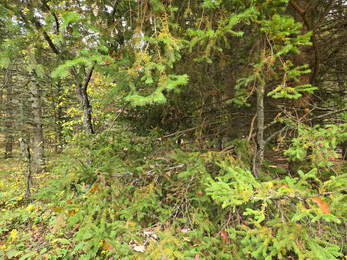Maresch Road, Irons, MI 49644 - #1