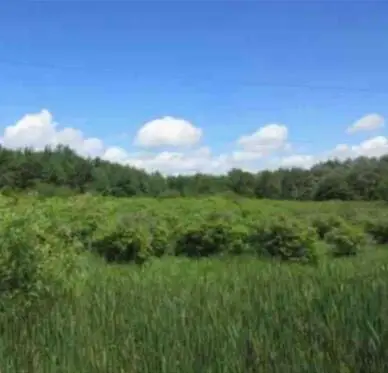 Palm Drive, Spring Lake, MI 49456 - #3