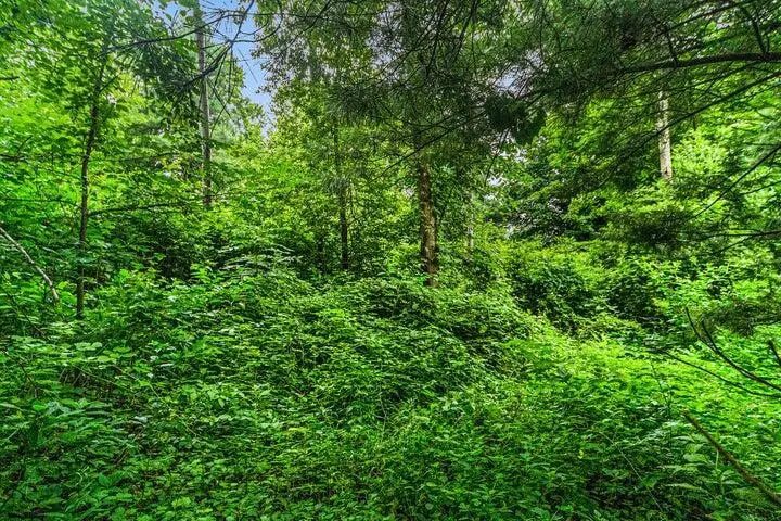 V/L Guernsey Lake Road, Delton, MI 49046 - #3