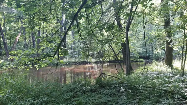 W Mosherville Road, Litchfield, MI 49252