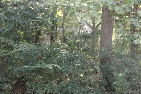 00 Flint Street, Charleston, SC 29412