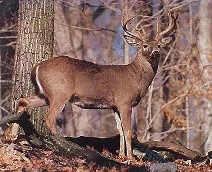 6 Parkers Ferry Rd, Adams Run, SC 29426 - Image #2