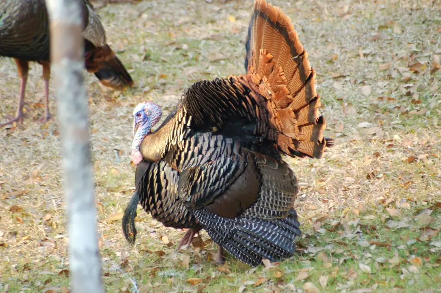 6 Parkers Ferry Rd, Adams Run, SC 29426 - Image #3