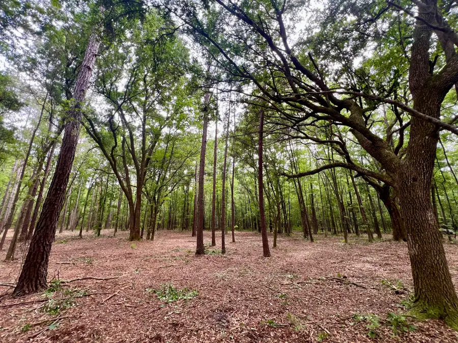 2 Becky Lane, Yemassee, SC 29945 - #2