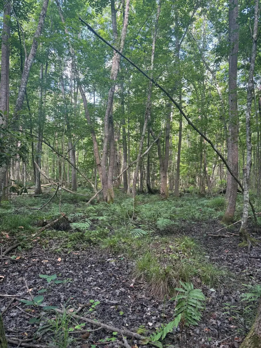 0 Back Pen Rd, Johns Island, SC 29455 - Image #2