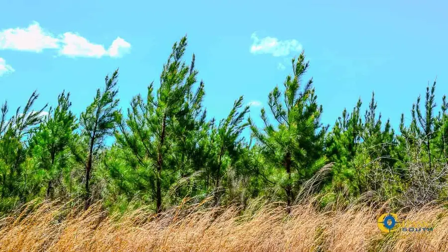 5659 Mt Pisgah Rd, Bethune, SC 29009 - Image #3