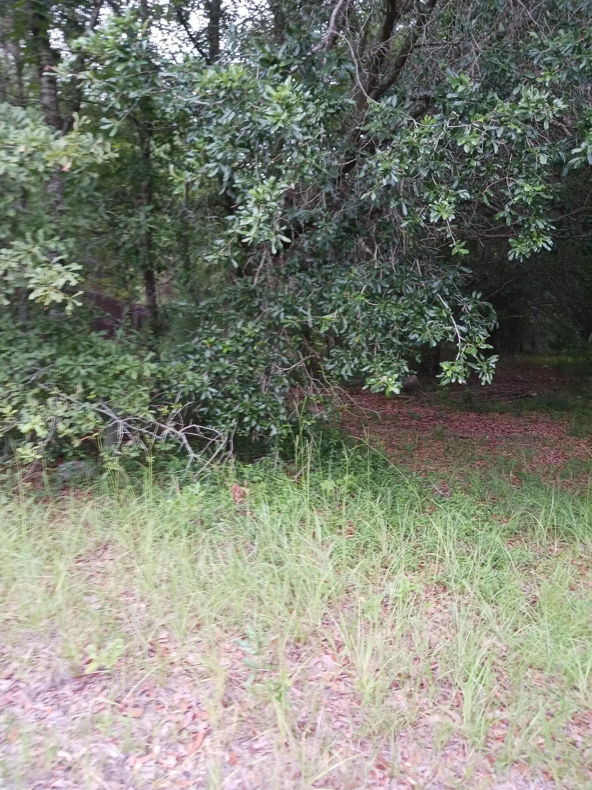 1638 Old Whitesville Road Road, Moncks Corner, SC 29461 - #1