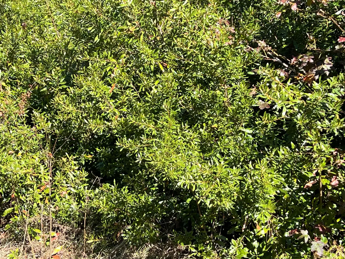 0 Ardwick Road, Charleston, SC 29425 - Image #1