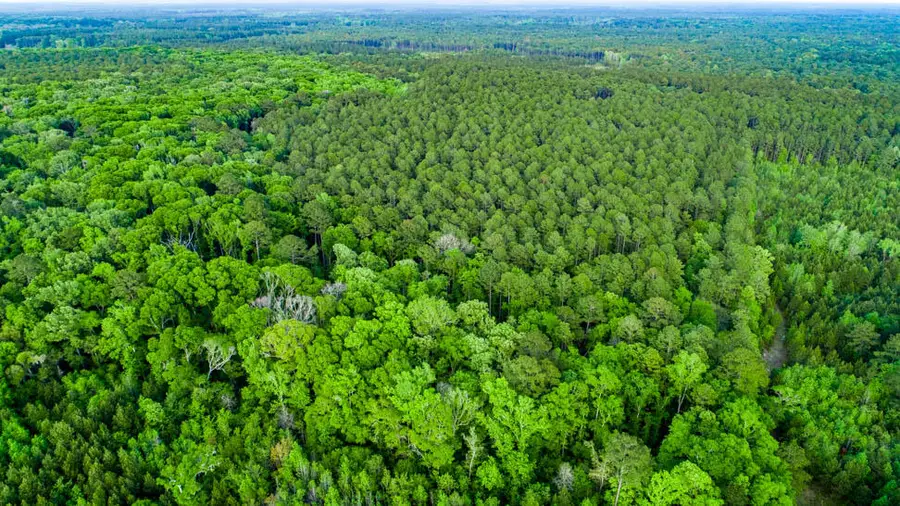 Tbd Dunham Williams Road, Hardeeville, SC 29927 - Image #2