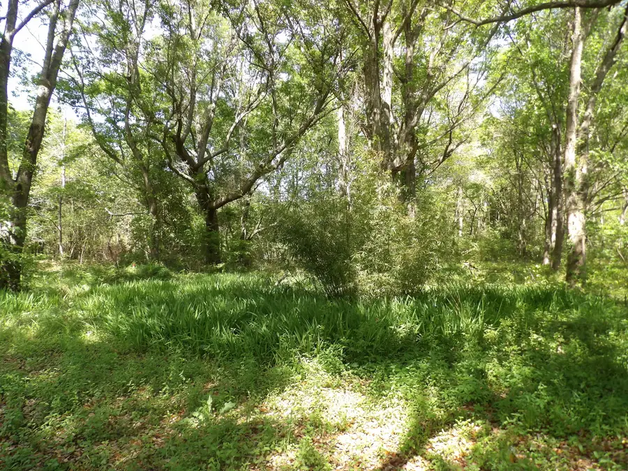 1558 Scott Hill Road, Charleston, SC 29412 - Image #3