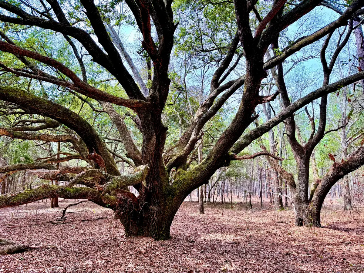 2400 River Road, Greeleyville, SC 29056 - #1